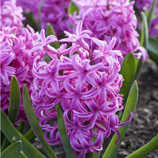 Hyacinthus orientalis Pink Pearl