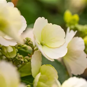 Hydrangea macrophylla Runaway Bride, 6 Liter Topf