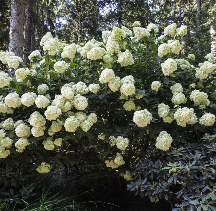 Rispenhortensie 'Phantom'