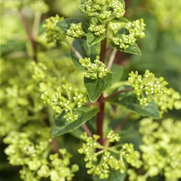 Hydrangea paniculata in Sorten