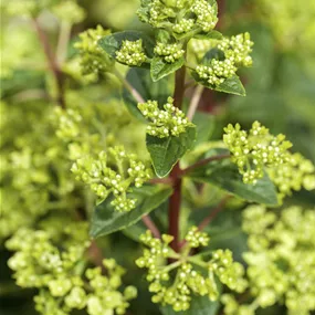 Hydrangea paniculata in Sorten