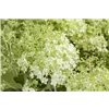 bellaflora Gartencenter GmbH