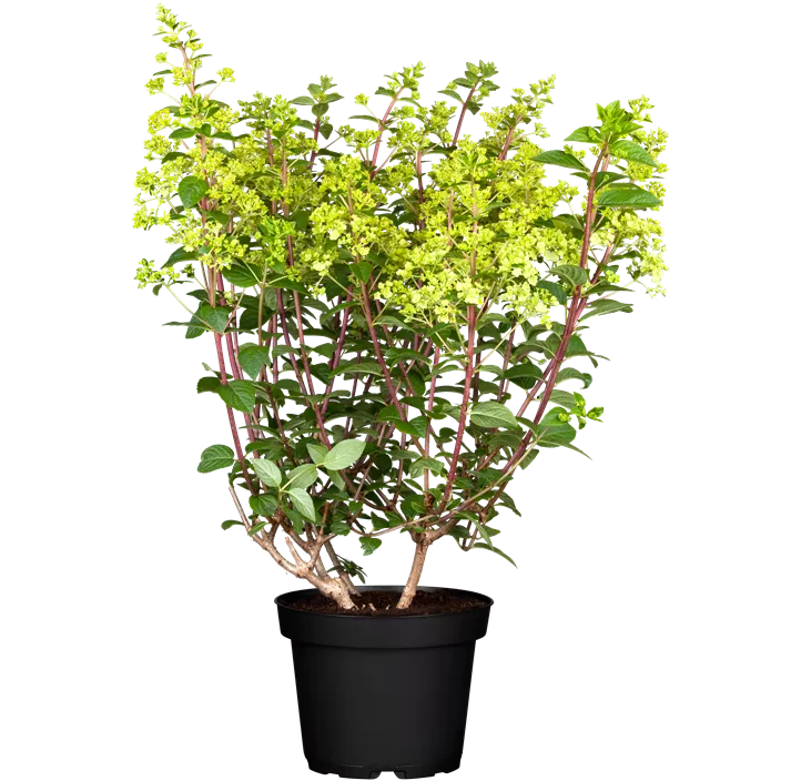 Rispenhortensie, 5 Liter Topf