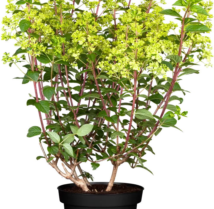 Rispenhortensie Rispenhortensie