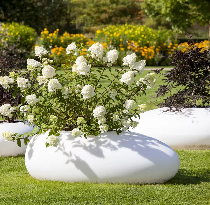 Rispenhortensie, 5 Liter Topf