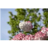 bellaflora Gartencenter GmbH