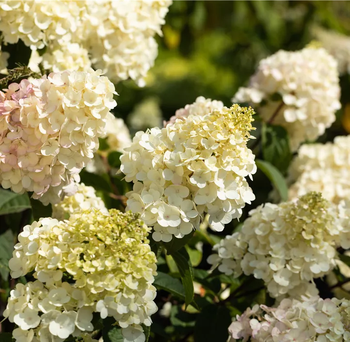 Rispenhortensie 'Vanille Fraise'®