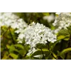 bellaflora Gartencenter GmbH