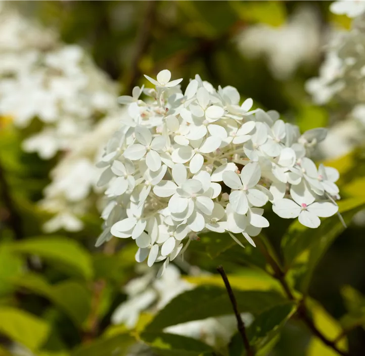 Rispenhortensie 'Vanille Fraise'®