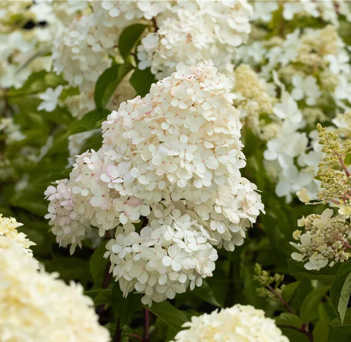Rispenhortensie 'Vanille Fraise'®