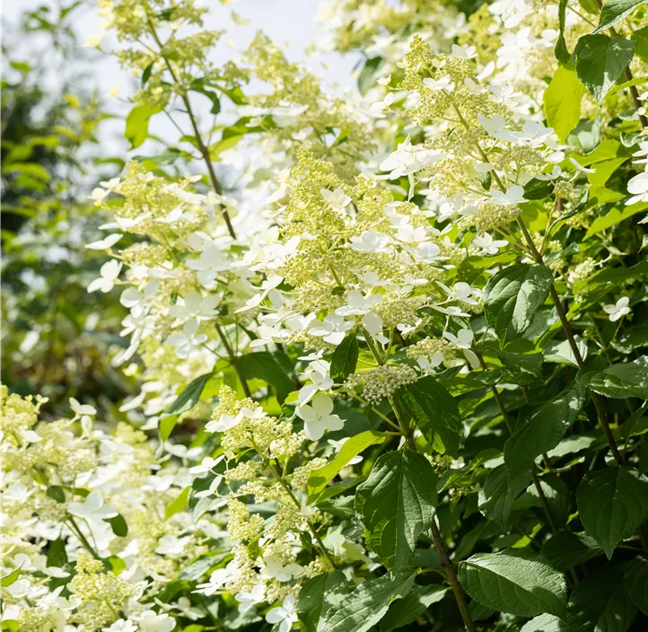 Rispenhortensie 'Vanille Fraise'®