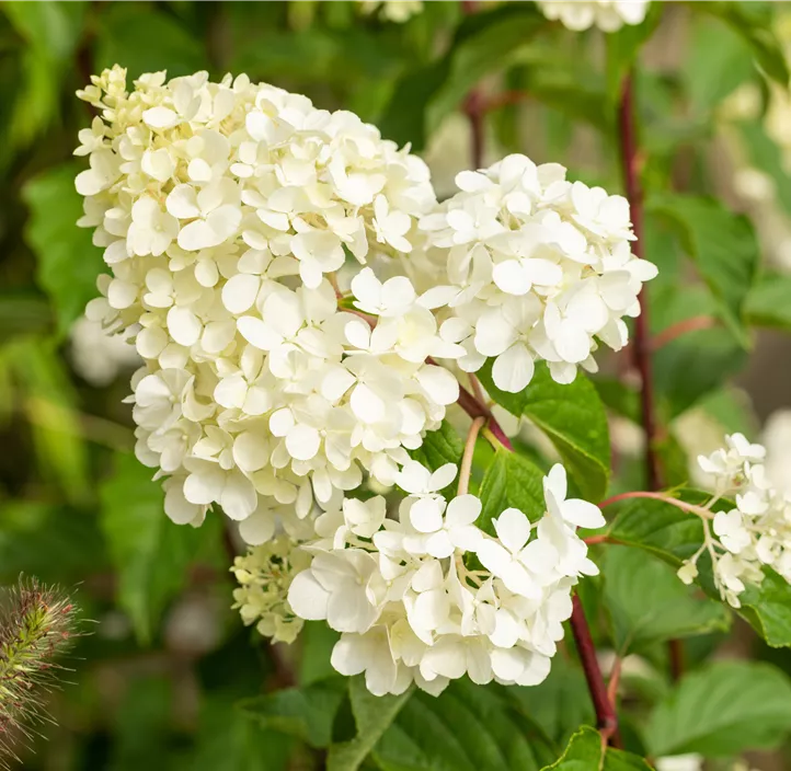 Rispenhortensie 'Vanille Fraise'®