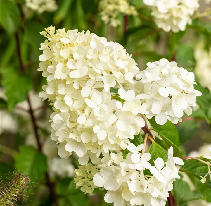 Rispenhortensie 'Vanille Fraise'®
