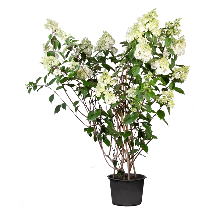 Rispenhortensie 'Vanille Fraise'®