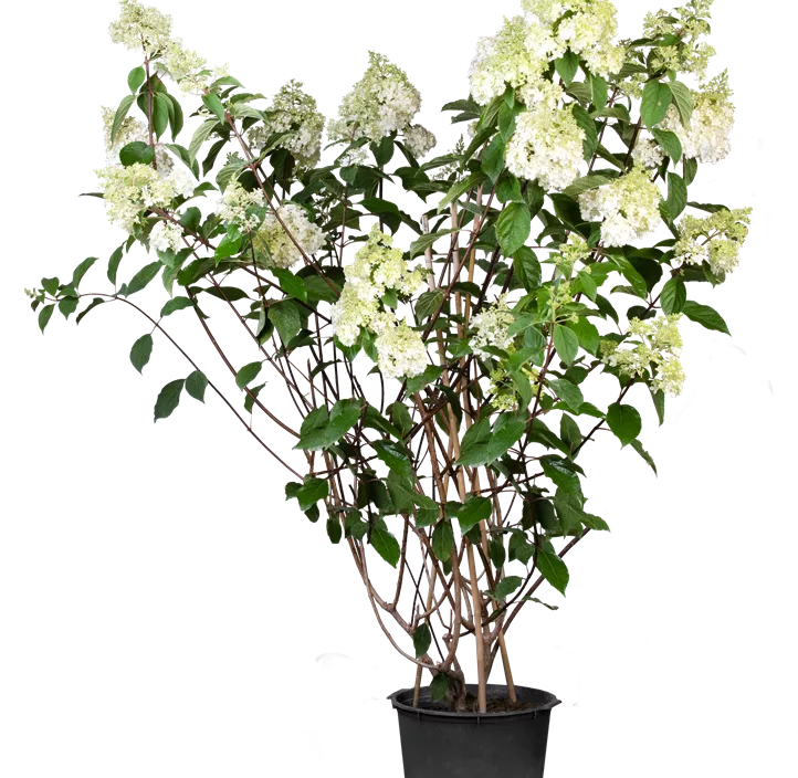 Rispenhortensie 'Vanille Fraise'®