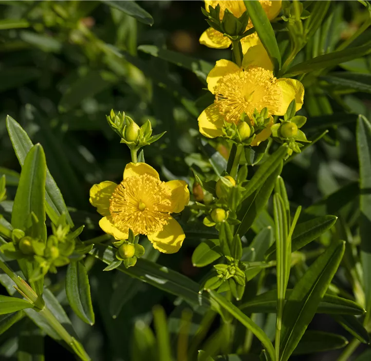 Johanniskraut 'Gemo'