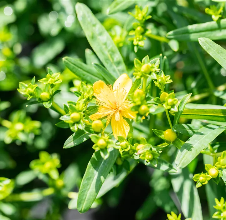 Johanniskraut 'Gemo'