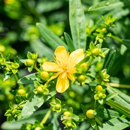 Hypericum kalmianum 'Gemo' Hypericum kalmianum 'Gemo'