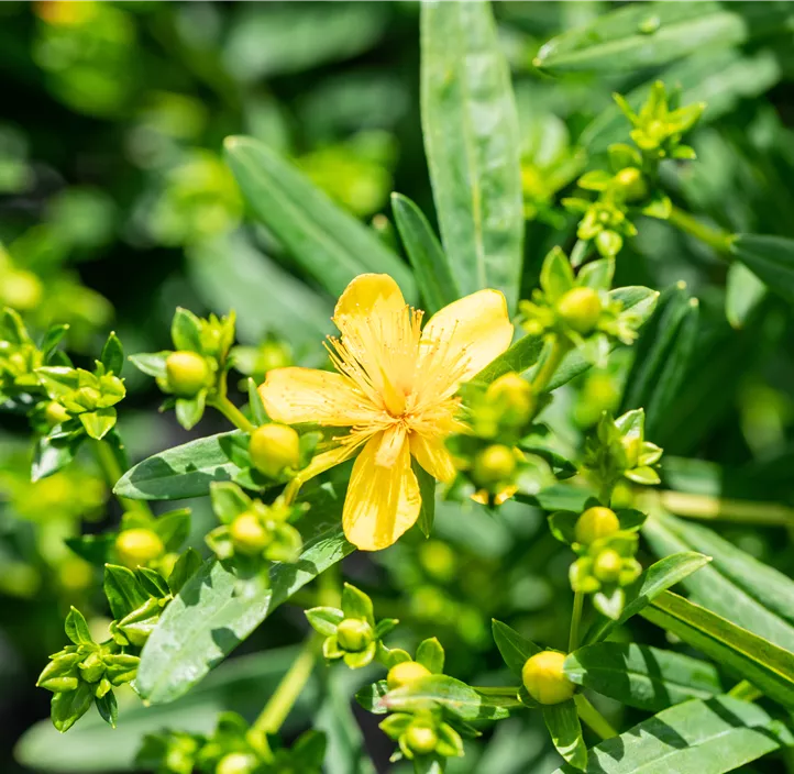 Johanniskraut 'Gemo'