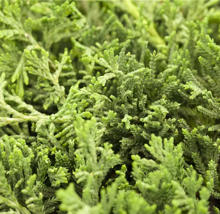 Blauer Teppichwacholder 'Glauca', 2 Liter Topf