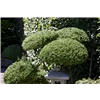 bellaflora Gartencenter GmbH