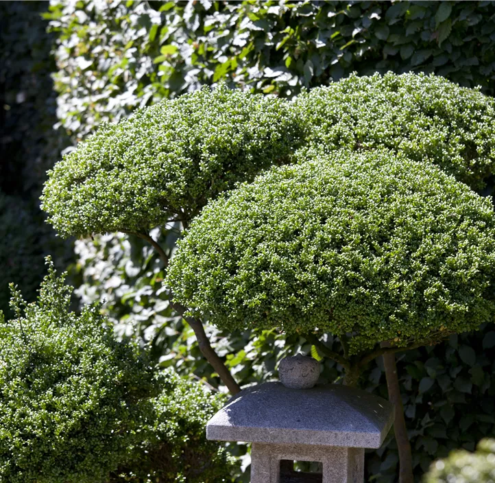 Japan-Stechpalme