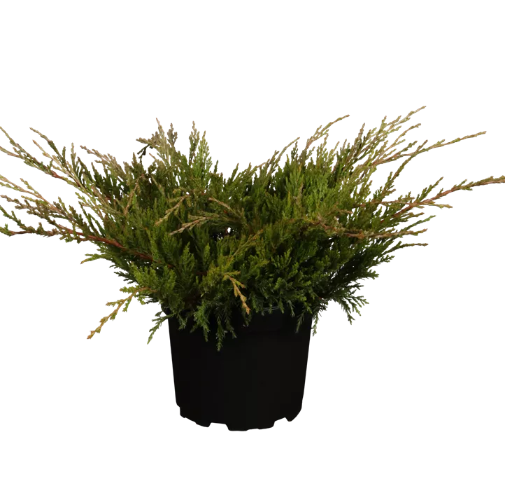 Teppichwacholder 'Hughes'