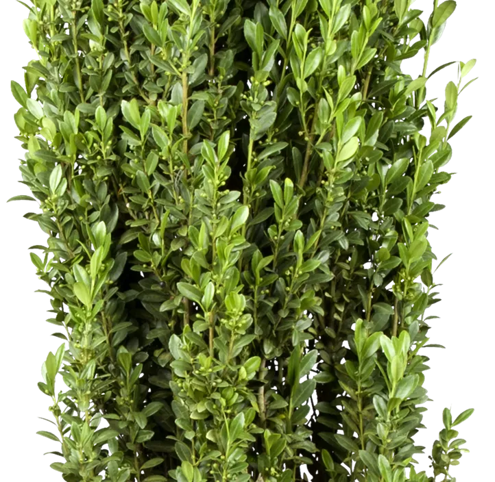 Säulen-Berg-Ilex 'Fastigiata' Säulen-Berg-Ilex 'Fastigiata'