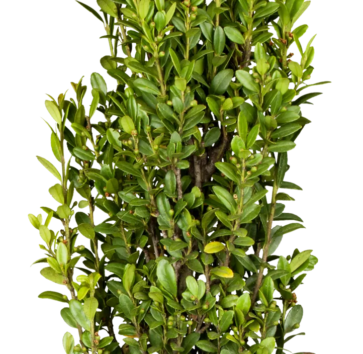 Säulen-Berg-Ilex 'Fastigiata' Säulen-Berg-Ilex 'Fastigiata'
