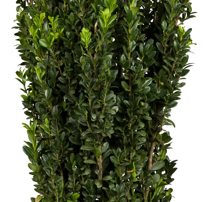 Säulen-Berg-Ilex 'Fastigiata' Säulen-Berg-Ilex 'Fastigiata'