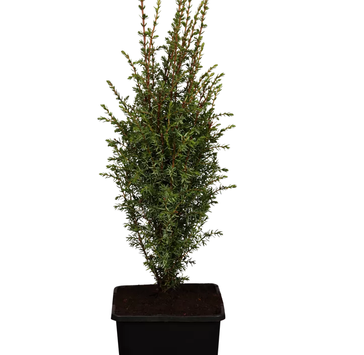 Wildwacholder 'Arnold', 2 Liter Topf Wildwacholder 'Arnold', 2 Liter Topf