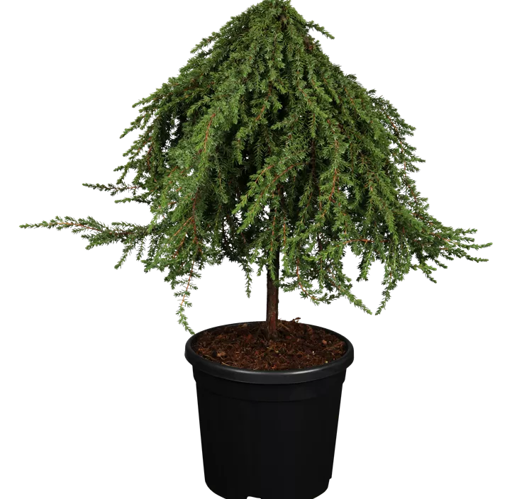 Wacholder 'Greenmantle'