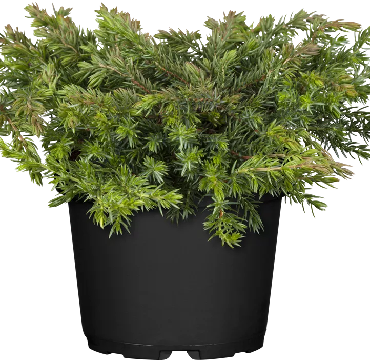 Wacholder 'Greenmantle'