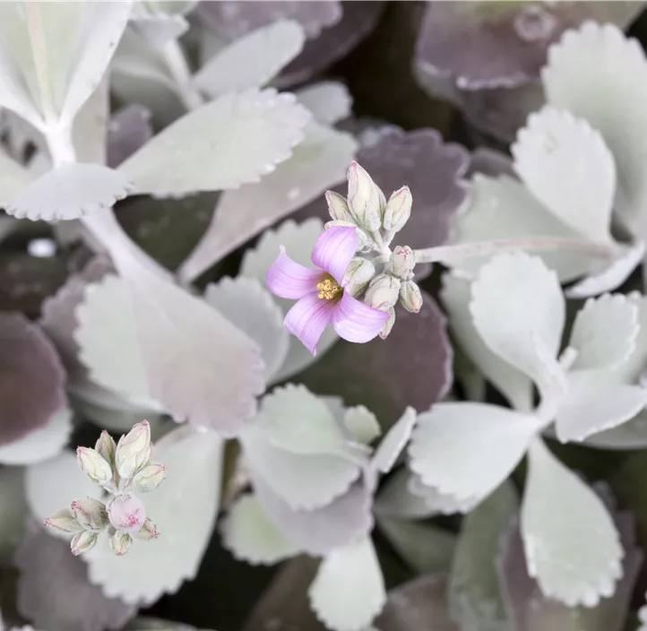Kleine Kalanchoe