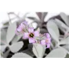 bellaflora Gartencenter GmbH