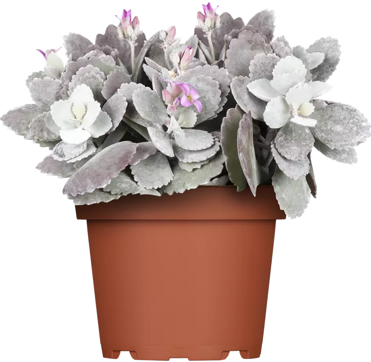 Kleine Kalanchoe