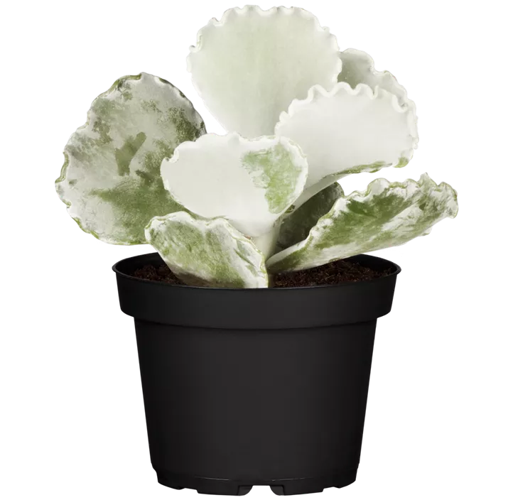 Kleine Kalanchoe