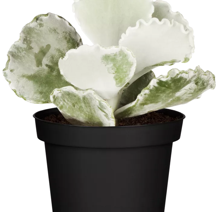 Kleine Kalanchoe