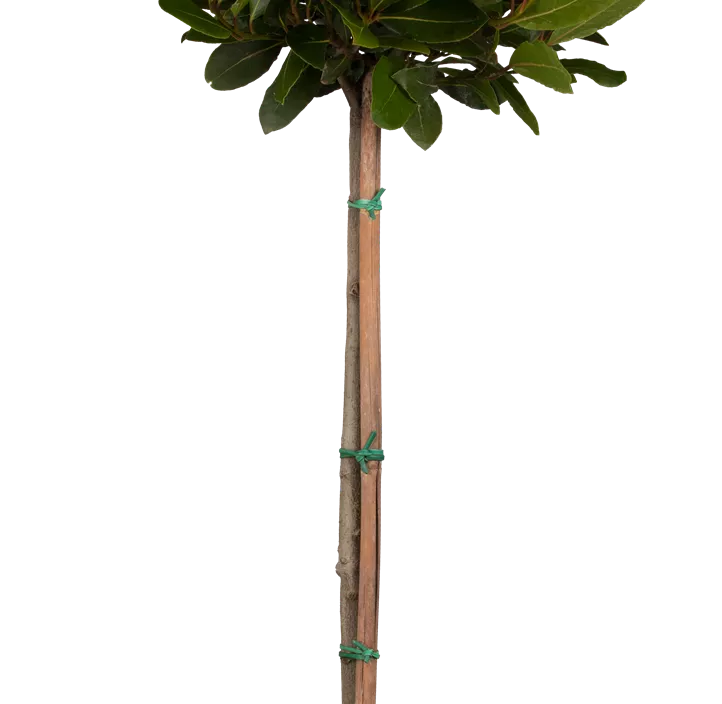 Lorbeerbaum Lorbeerbaum