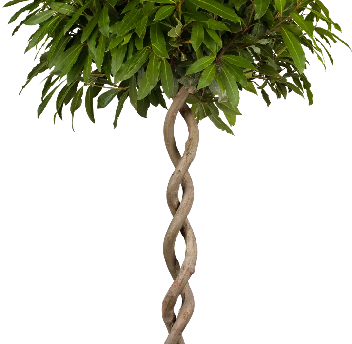 Lorbeerbaum Lorbeerbaum