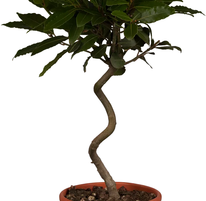 Lorbeerbaum Lorbeerbaum
