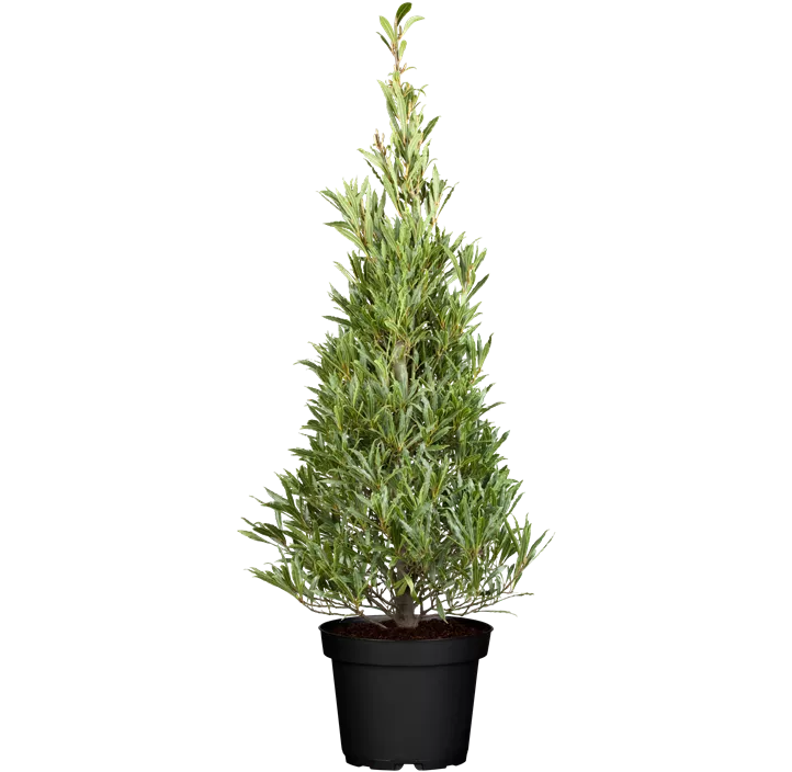 Lorbeerbaum