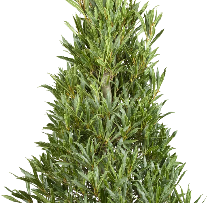 Lorbeerbaum Lorbeerbaum