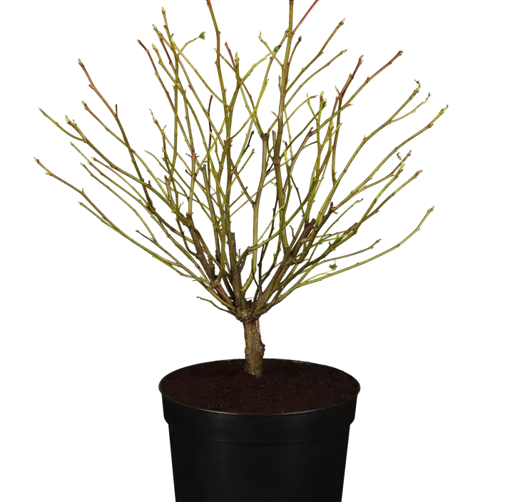 Amerikanischer Amberbaum