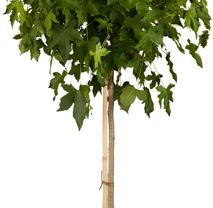 Amerikanischer Amberbaum