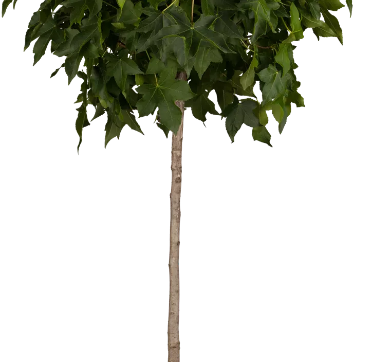 Kugel-Amberbaum 'Gum Ball', 20 Liter Topf