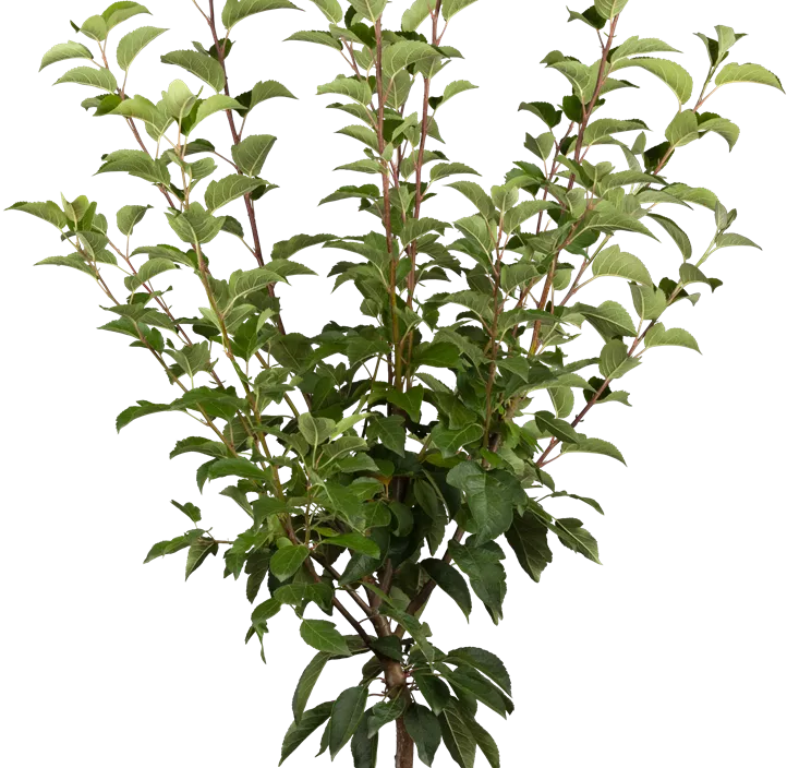 Zierapfel 'Evereste'®, 15 Liter Topf Zierapfel 'Evereste'®, 15 Liter Topf