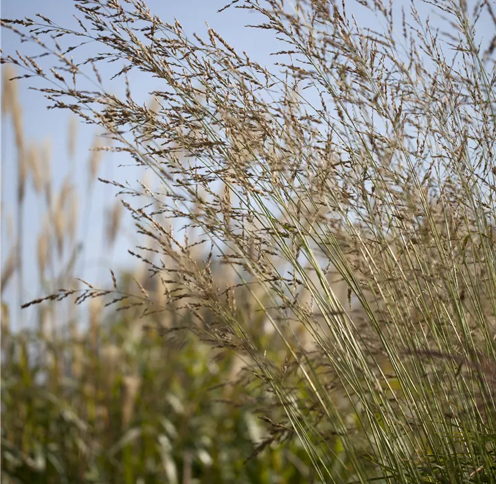 Pfeifengras