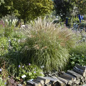 Miscanthus sinensis Adagio