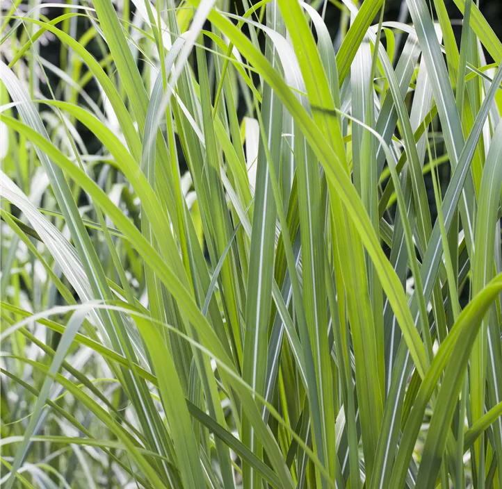 Riesen-Landschilf